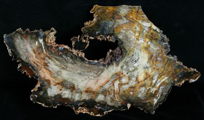 Uniquely Shaped Petrified Wood Slab - #6268